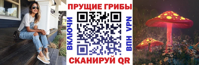 как найти наркотики Заводоуковск Псилоцибиновые грибы Cubensis